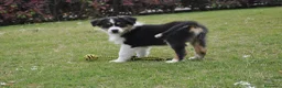 Australian Shepherd cani in vendita: Cucciola Australian Shepherd - Annuncio 6