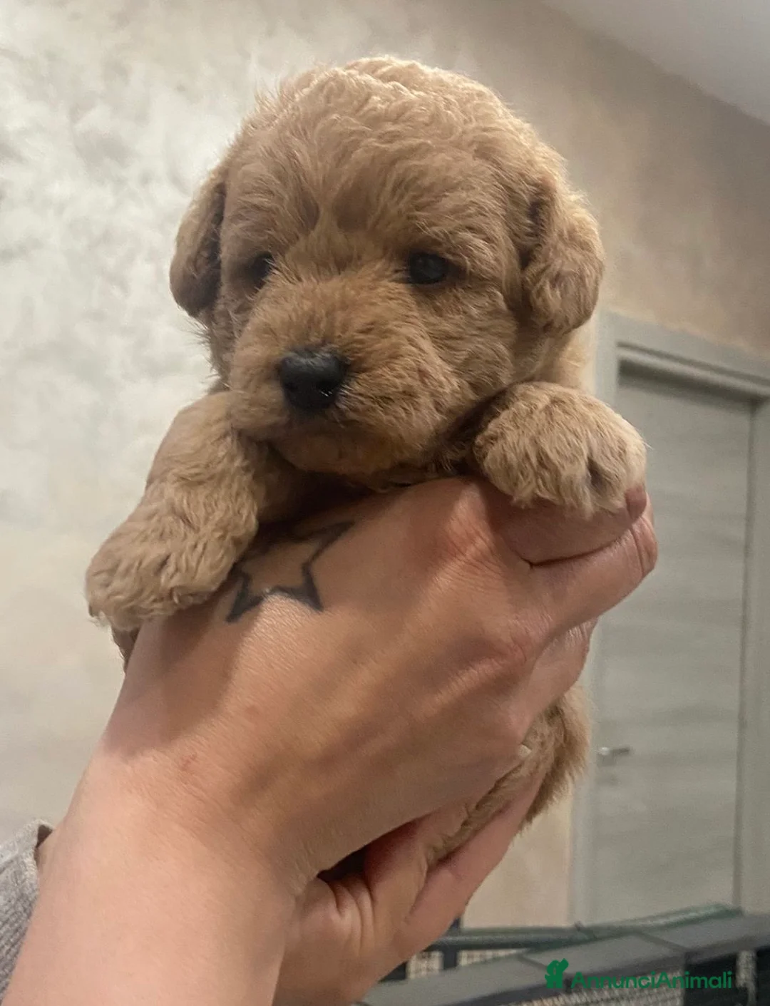 Maltipoo cani in vendita: Maltipoo a Città Metropolitana di Napoli - Annuncio 2