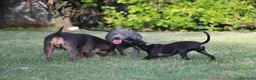 Pitbull cani in vendita: Cucciola Pit Bull con pedigree anche a rate - Annuncio 14