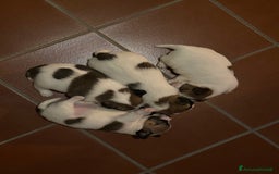Jack Russell cani in vendita: Cuccioli di Allevamento Jack Russel Abruzzo a Provincia di Pescara - Immagine 3