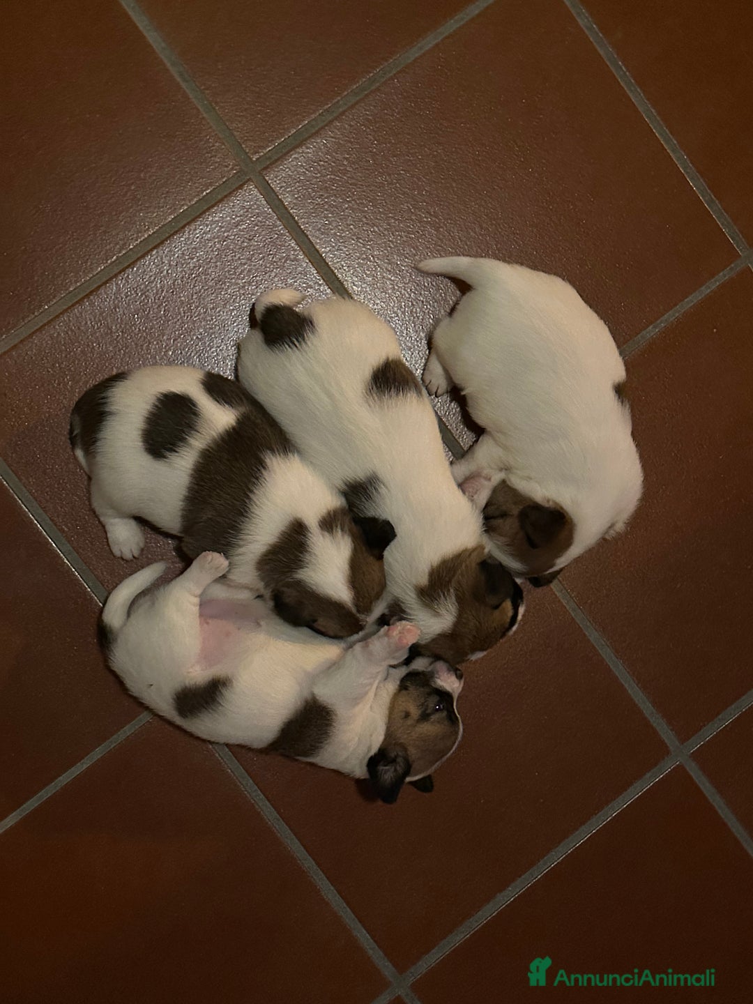 Jack Russell cani in vendita: Cuccioli di Allevamento Jack Russel Abruzzo a Provincia di Pescara - Immagine 3