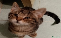 Europeo gatti in regalo: Dolcissime sorelline - Immagine 2