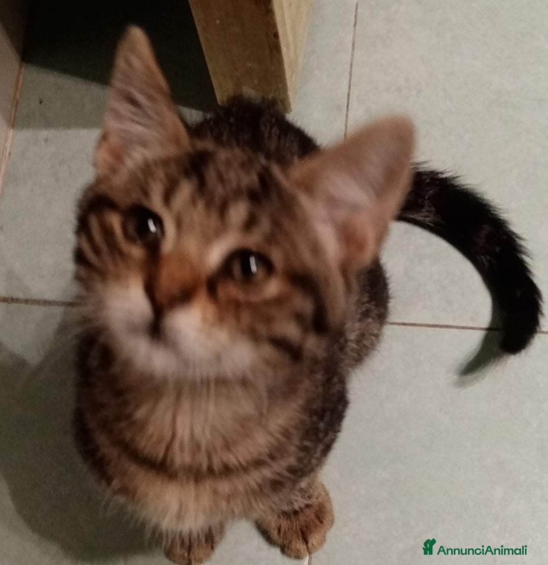 Europeo gatti in regalo: Dolcissime sorelline - Annuncio 2