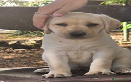 Labrador cani in vendita: Cuccioli Labrador  a Provincia di Perugia - Immagine 22