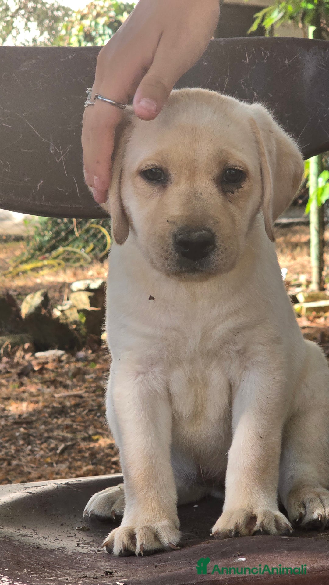 Labrador cani in vendita: Cuccioli Labrador  a Provincia di Perugia - Immagine 22