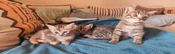 Meticcio gatti in regalo: Regalo gattini  a Provincia di Vibo Valentia - Annuncio 6