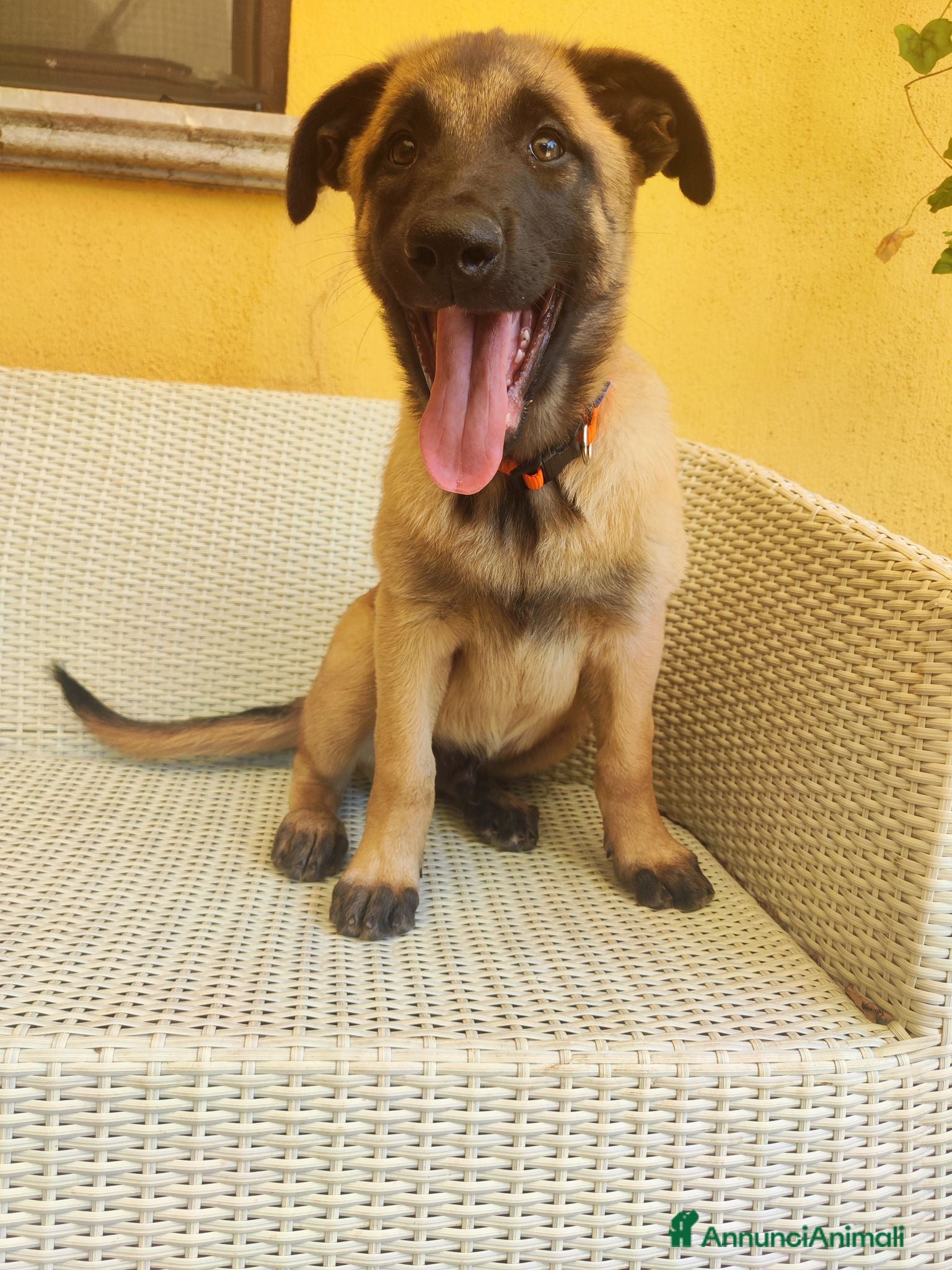 Pastore Belga cani Cuccioli Pastore Belga Malinois - Annuncio 2