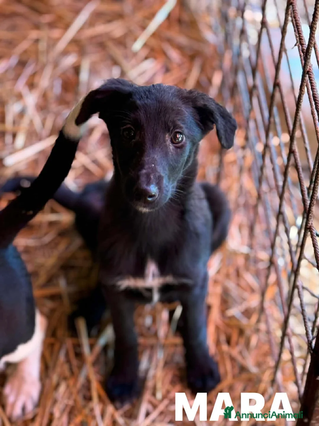 Meticcio cani in regalo: MARA cerca coccole! Cucciola TG PICCOLA. - Annuncio 6