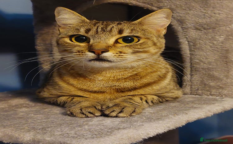 Europeo gatti - Annuncio 19