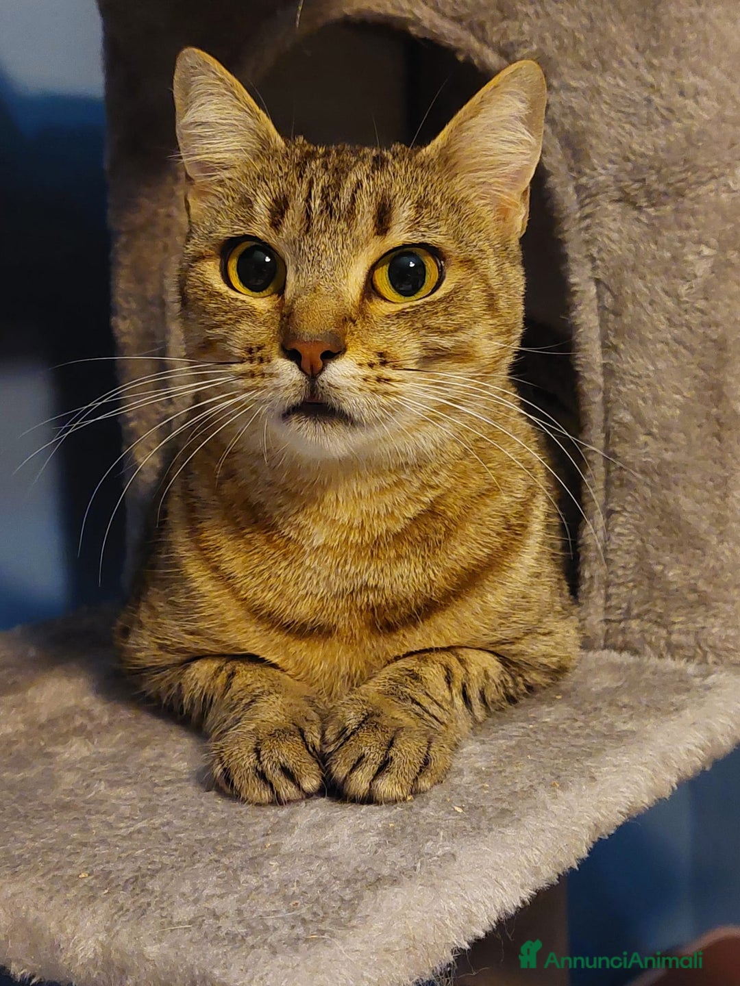 Europeo gatti in regalo: Fenny dolce tigrotta - Annuncio 1