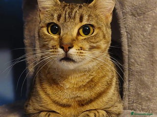 Europeo gatti Fenny dolce tigrotta - Annuncio 31