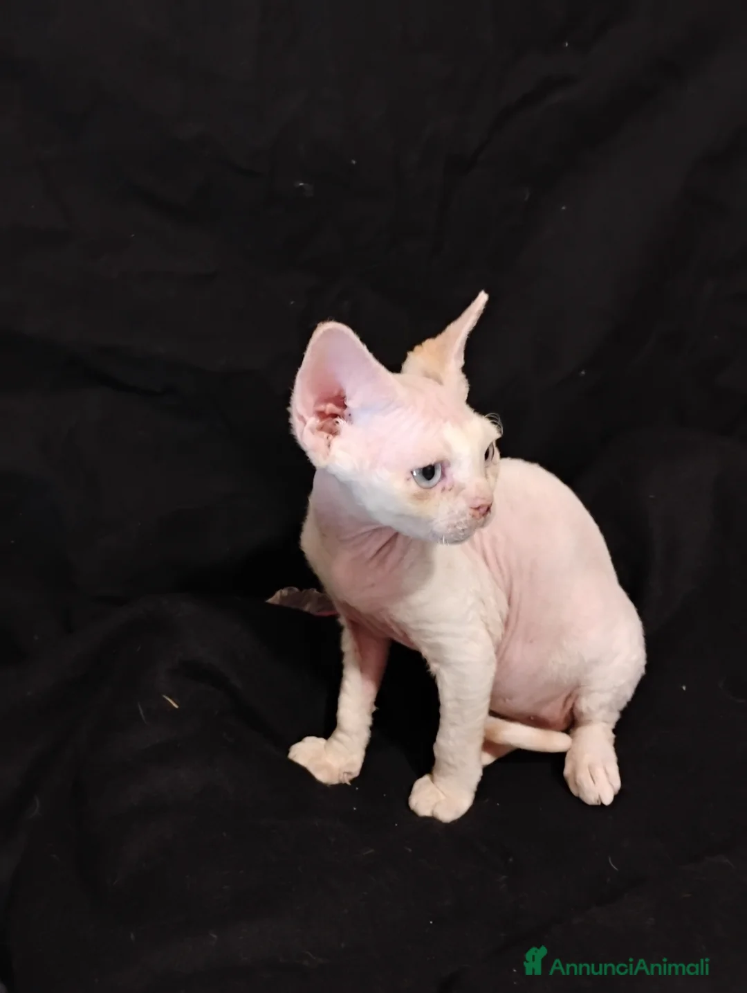 Devon Rex gatti in vendita: Devon rex red point con bianco  a Provincia di Savona - Annuncio 5