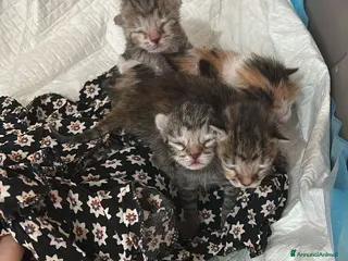 Meticcio gatti Chip & chop - Annuncio 2