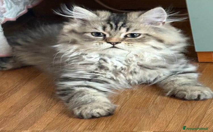 Persiano gatti a Provincia di Novara - Annuncio 16