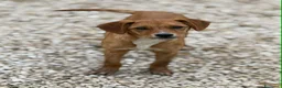 Meticcio cani in regalo: NATALIE, cucciola DOLCISSIMA! Tg medio piccola - Annuncio 6