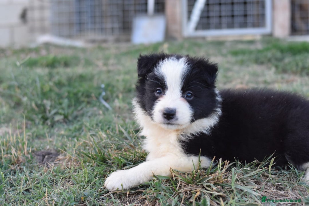 Border Collie cani in vendita: Border collie a Provincia di Campobasso - Immagine 2