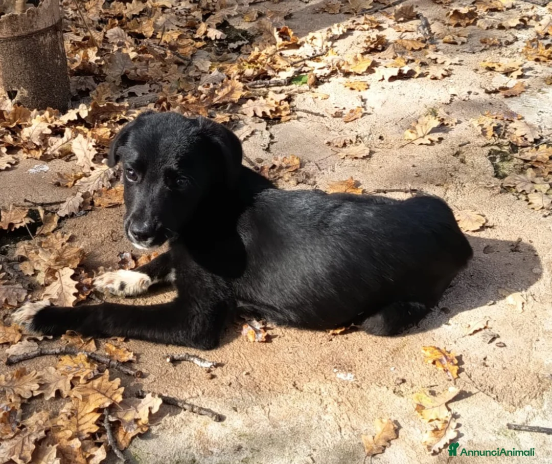 Meticcio cani in regalo: UNA MAMMA PER NOIR a Provincia di Varese - Annuncio 7