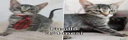 Meticcio gatti in regalo: TANTI MICINI SOLI  a Provincia di Vicenza - Annuncio 6