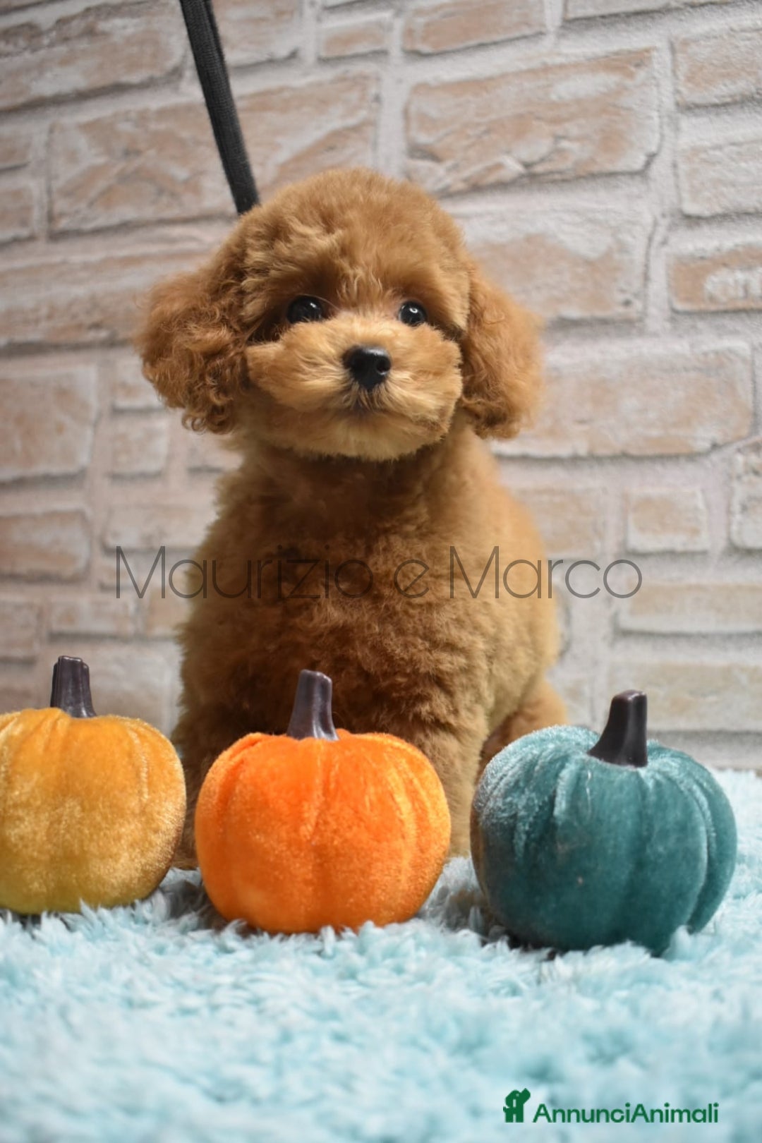 Barboncino Toy cani in vendita: Cucciolo barboncino toy red (foto reali) - Immagine 2