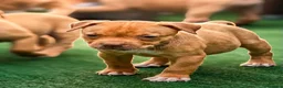 Pitbull cani in vendita: Dolcissimi cuccioli di Pitbull UKC con pedigree  - Annuncio 6