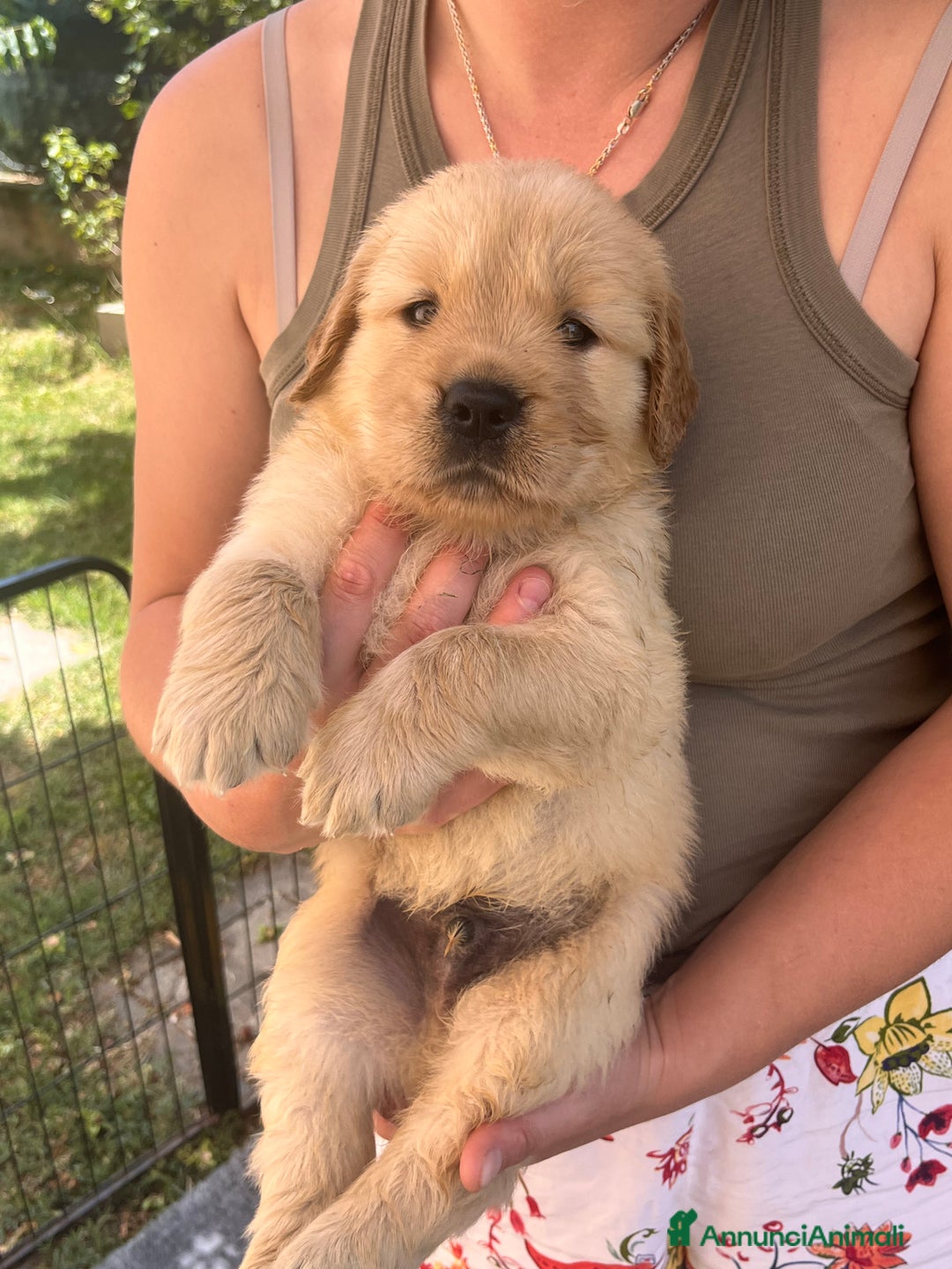Golden Retriever cani in vendita: Cuccioli Golden Retriever Americani 🇺🇸 a Città Metropolitana di Bologna - Immagine 6