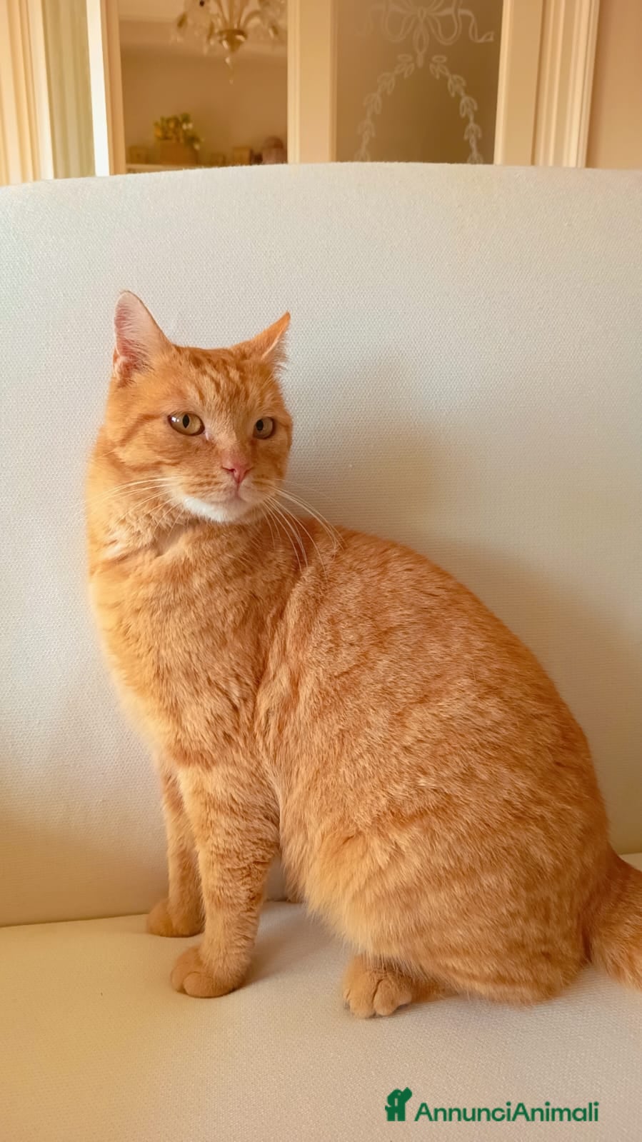 Meticcio gatti TEO, dolcissimo gatto rosso cerca casa - Annuncio 2