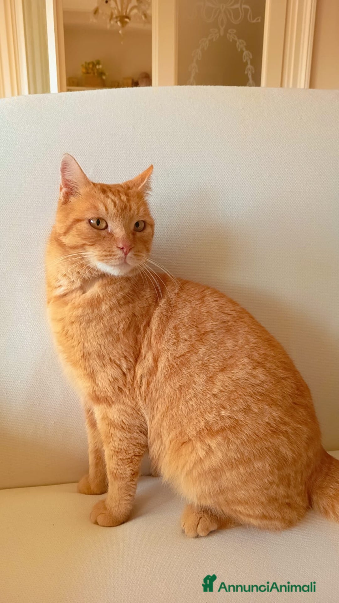 Meticcio gatti in regalo: TEO, dolcissimo gatto rosso cerca casa - Annuncio 2