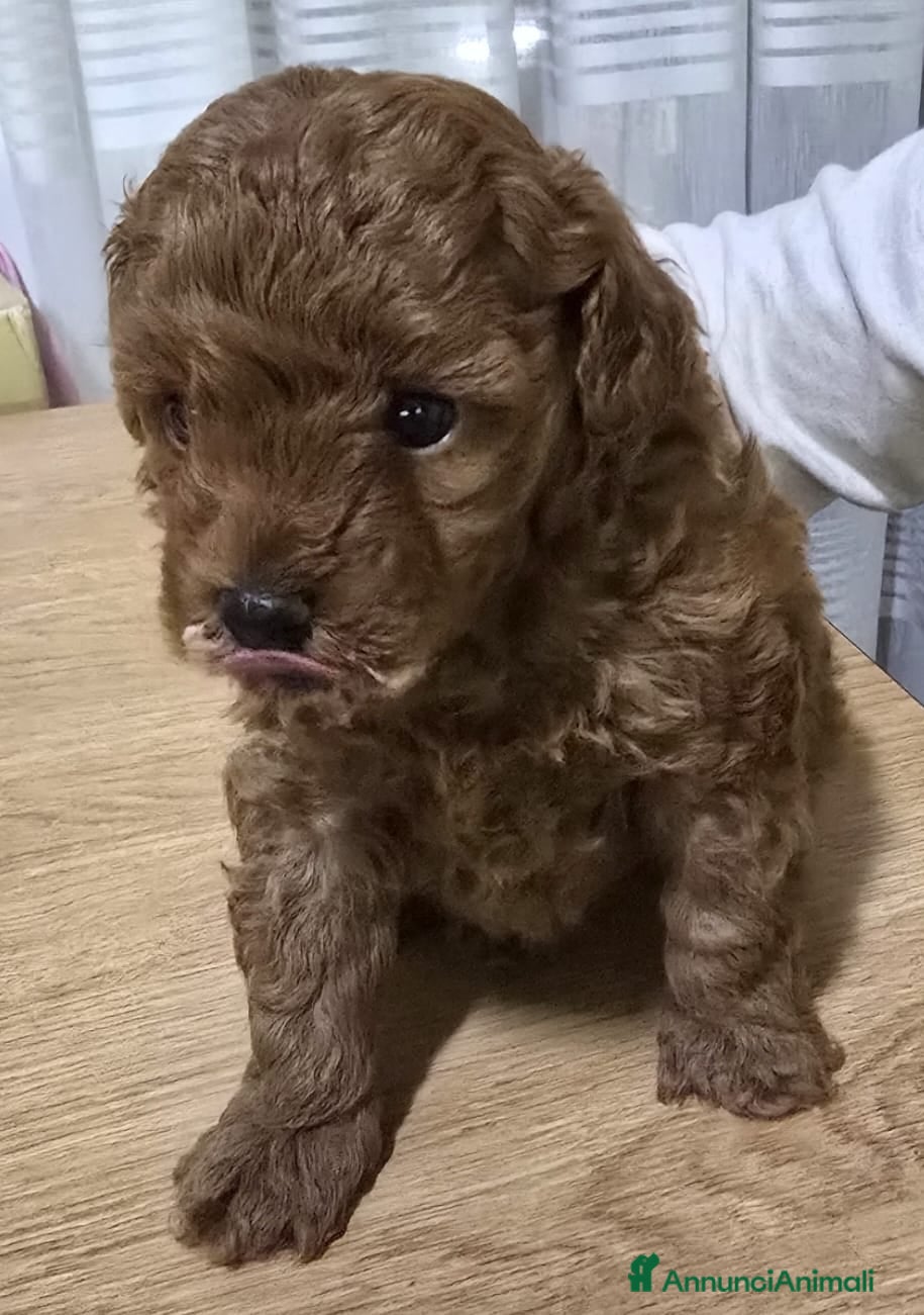 Barboncino Toy cani Cucciolo barboncino red toy minitoy  - Annuncio 40