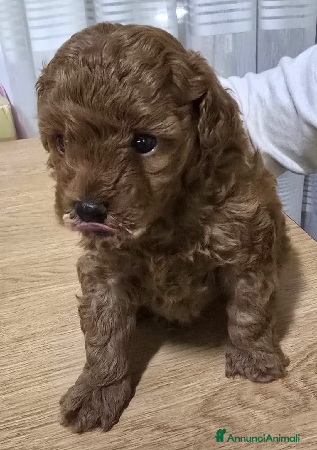 Barboncino Toy cani in vendita: Cucciolo barboncino red toy minitoy  - Annuncio 1