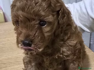 Barboncino Toy cani Cucciolo barboncino red toy minitoy - Annuncio 20