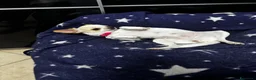 Chihuahua cani in vendita: Chihuahua - Annuncio 4