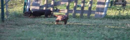 Pitbull cani in vendita: Cuccioli Pit Bull con pedigree anche a rate - Annuncio 33