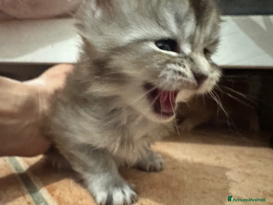 Maine Coon gatti in vendita: BELLISSIMI CUCCIOLI MAINE COON - Annuncio 2