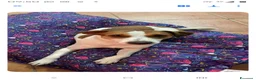 Meticcio cani in regalo: cagnolina - Annuncio 2