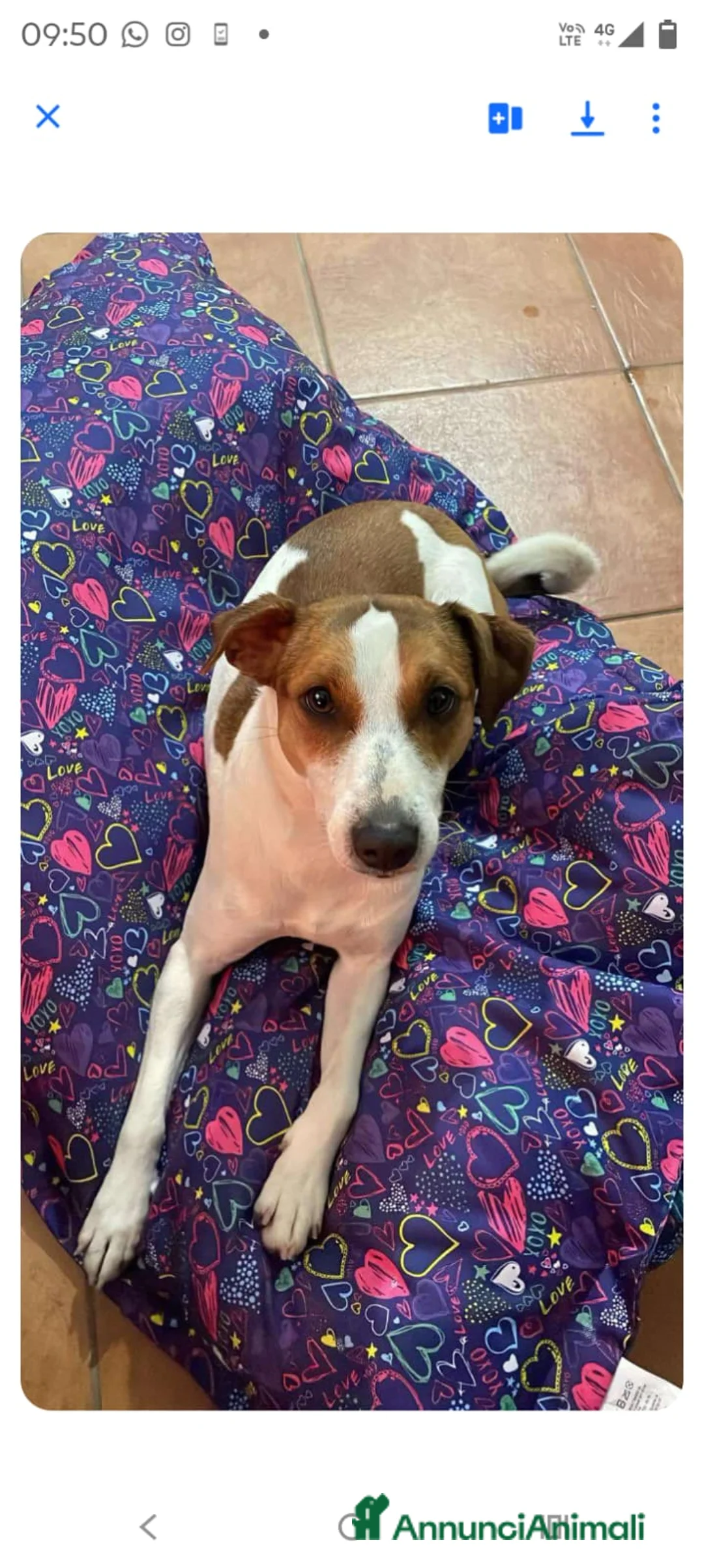 Meticcio cani in regalo: cagnolina - Annuncio 2