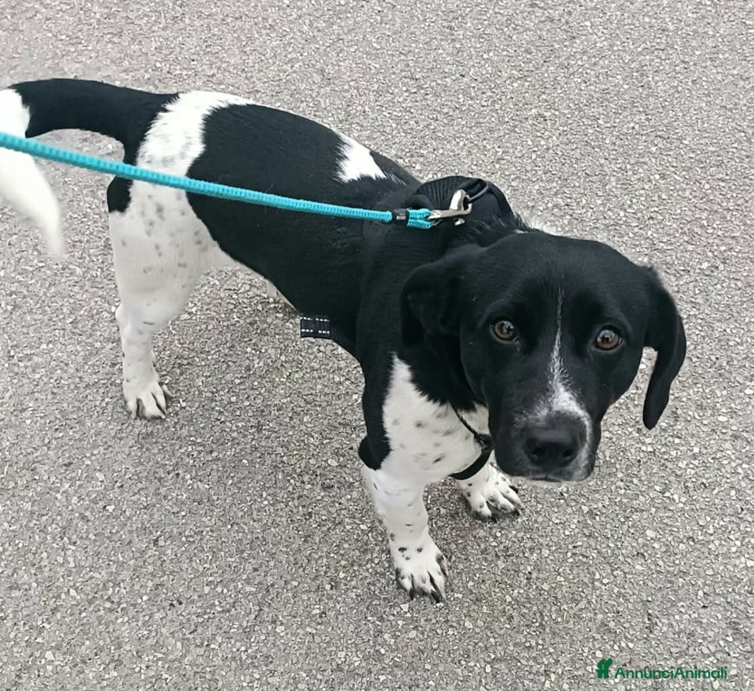 Meticcio cani in regalo: Galileo 1 anno taglia piccola  - Annuncio 2