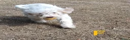 Lagotto cani in vendita: Cuccioli di Lagotto Romagnolo con Pedigree ROI - Annuncio 5