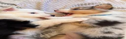 Australian Shepherd cani in vendita: 8 cuccioli di pastori australiani! 🐼❤️ a Provincia autonoma di Trento - Annuncio 5