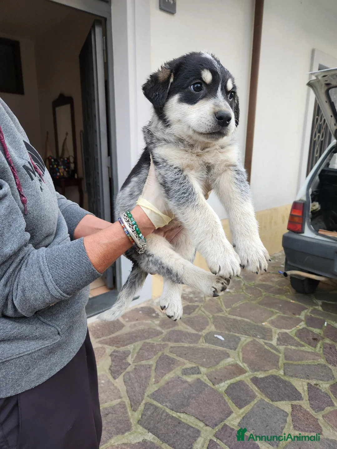 Meticcio cani in regalo: Lola, 2 mesi circa a Provincia di Cosenza - Annuncio 2