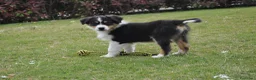 Australian Shepherd cani in vendita: Cucciola Australian Shepherd - Annuncio 5
