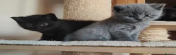 Scottish gatti in vendita: Gattini Scottish Fold & Straight con Pedigree - Annuncio 10