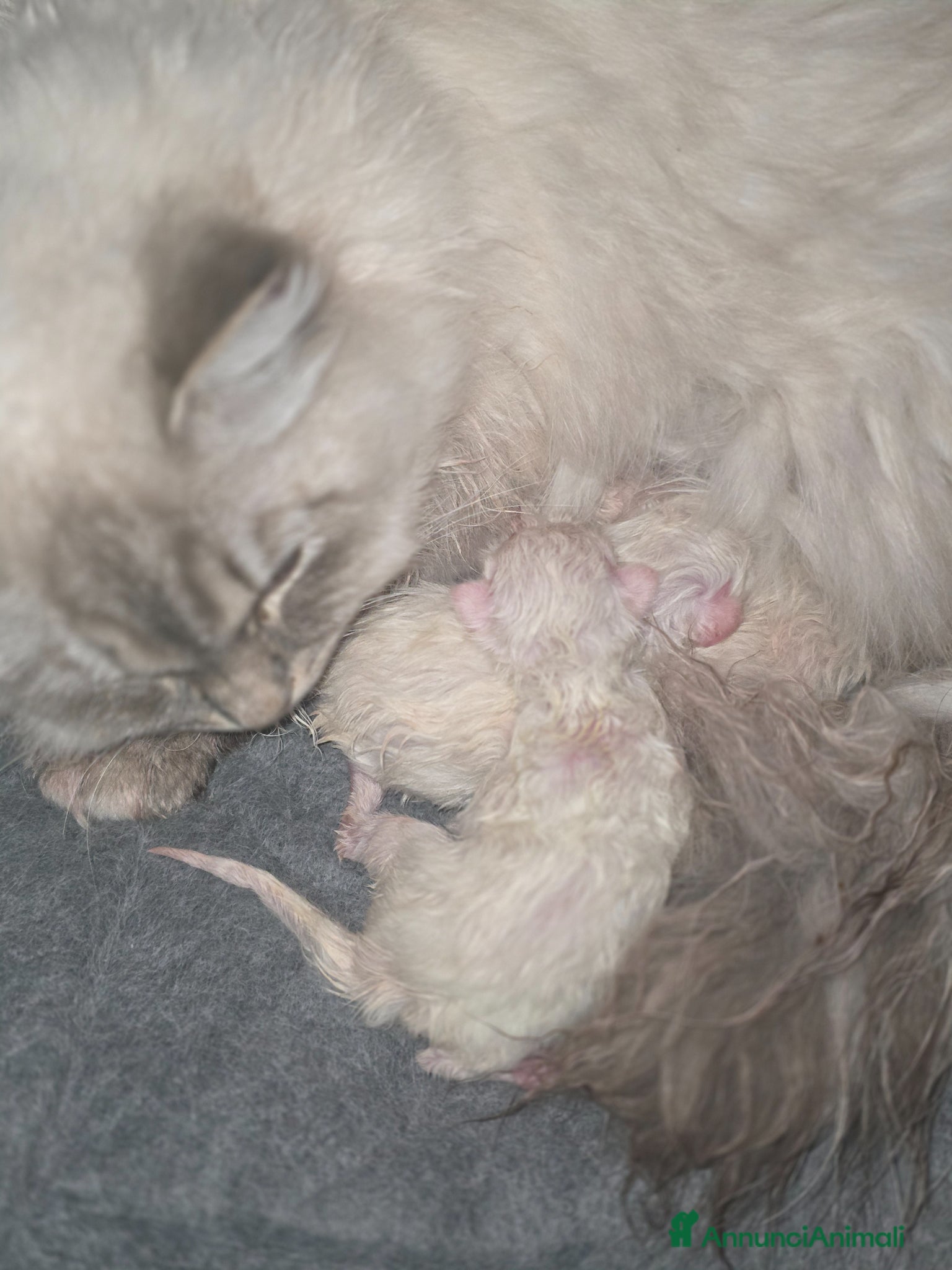 Siberiano gatti Cuccioli Siberiani Neva Masquerade selezionati  - Annuncio 1