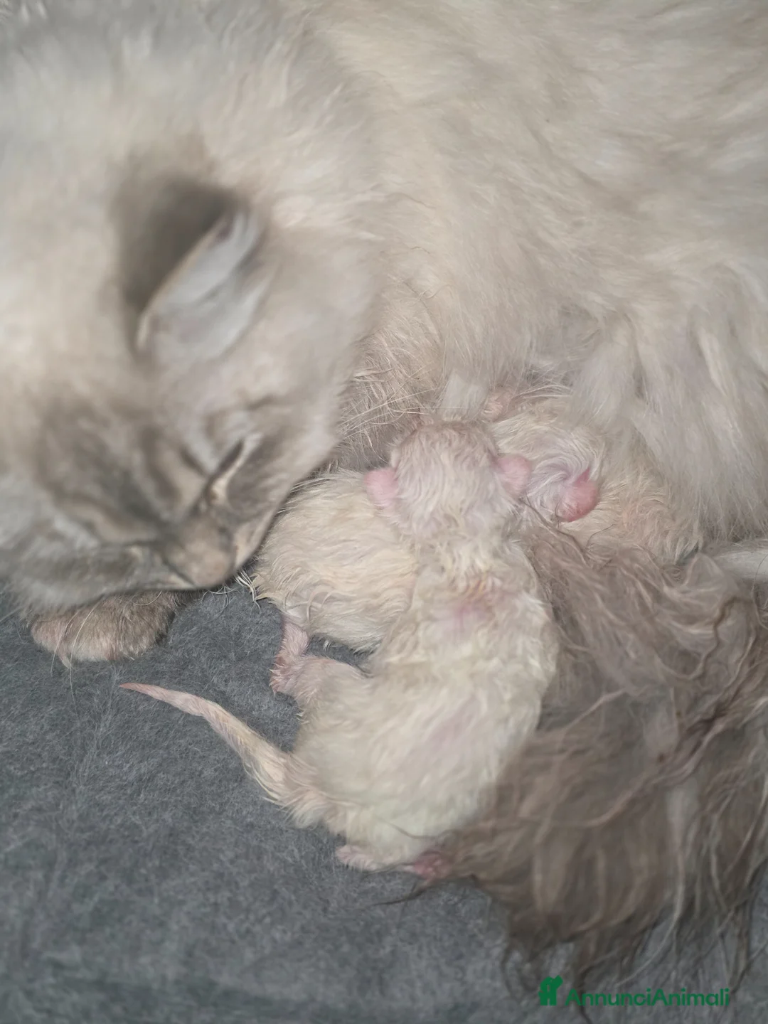 Siberiano gatti in vendita: Cuccioli Siberiani Neva Masquerade selezionati  - Annuncio 1