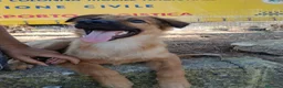 Meticcio cani in regalo: BERGAMOTTO 💙 PRONTO A UNA NUOVA VITA - Annuncio 4