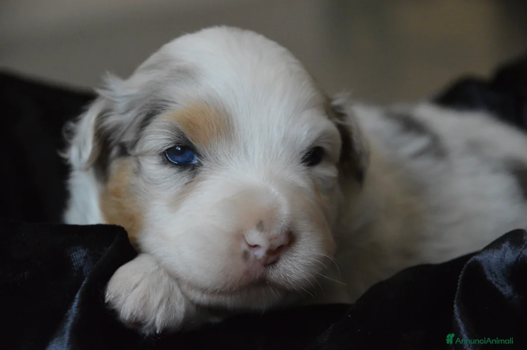 Australian Shepherd cani in vendita: Cucciole Australian Shepherd - Annuncio 1