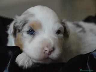 Australian Shepherd cani Cucciole Australian Shepherd - Annuncio 11