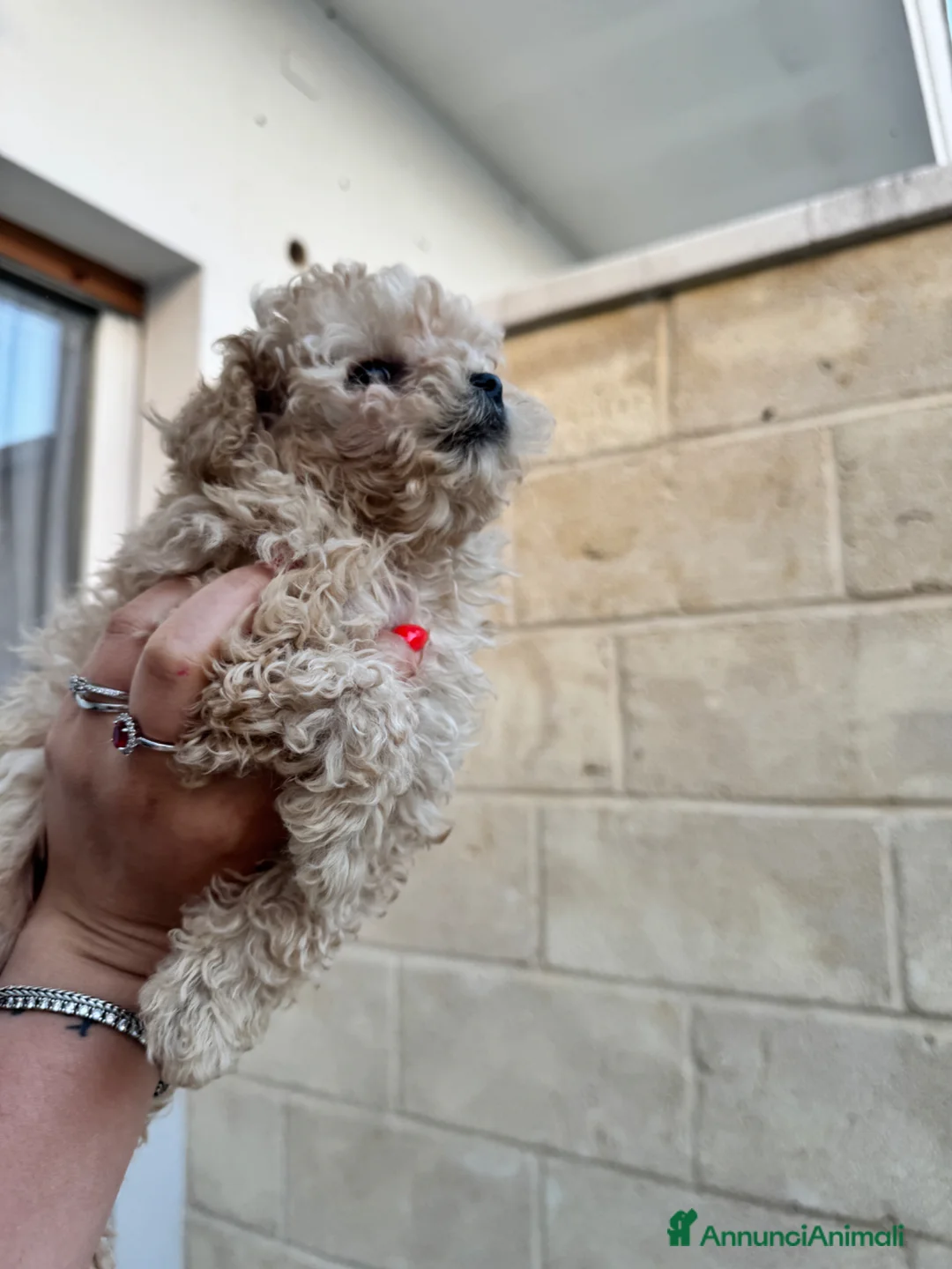 Barboncino Toy cani in vendita: Barboncina toy a Provincia di Lecce - Annuncio 2