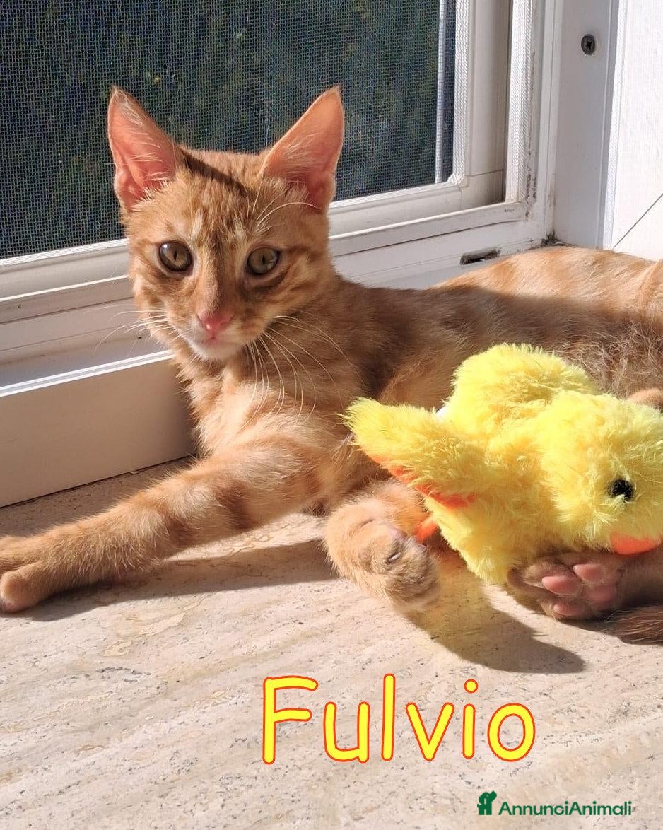 Europeo gatti FULVIO DOLCISSIMO GATTINO - Annuncio 20