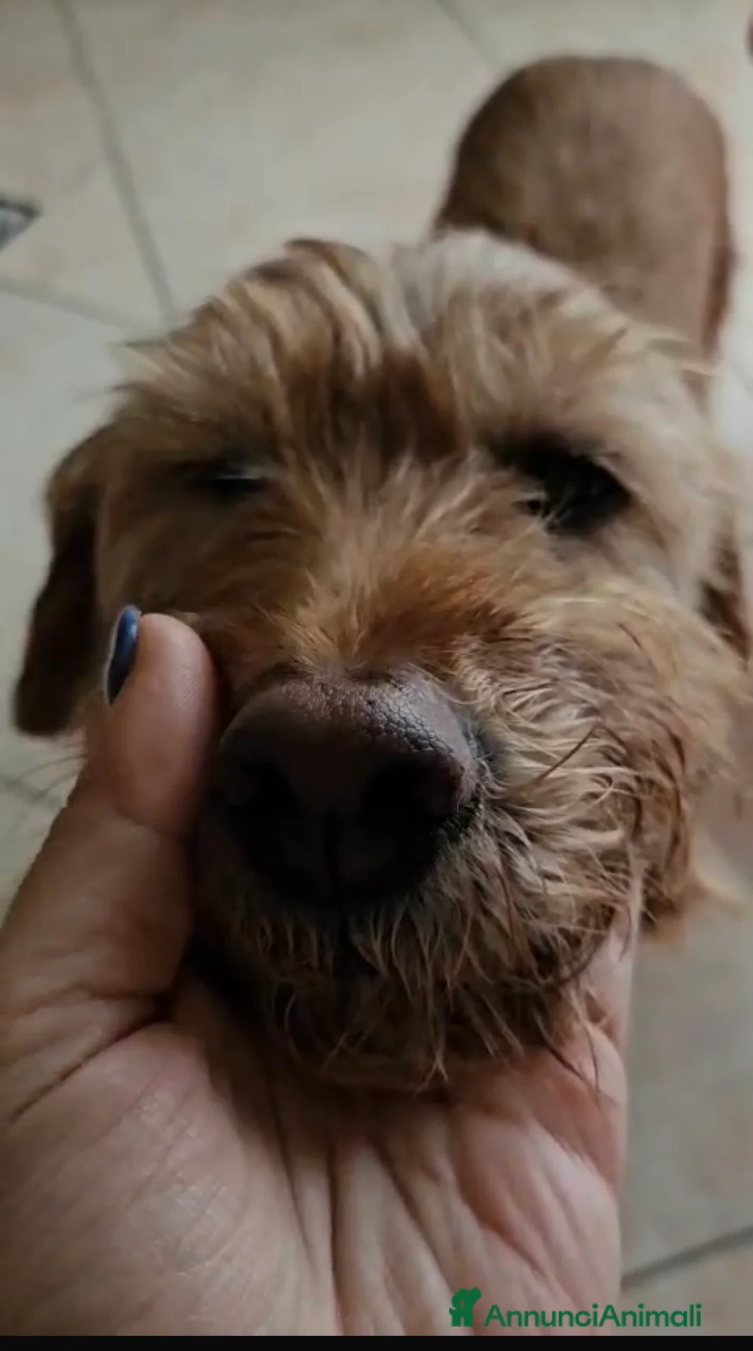 Spinone cani in regalo: Lady la spinoncina che adora i bimbi  a Città metropolitana di Milano - Annuncio 4