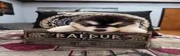 Alaskan Malamute cani in vendita: CUCCIOLI DI ALASKAN MALAMUTE ROMA - Annuncio 14